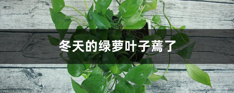 <b>冬天的綠蘿葉子蔫了怎麼解決，怎麼處理</b>