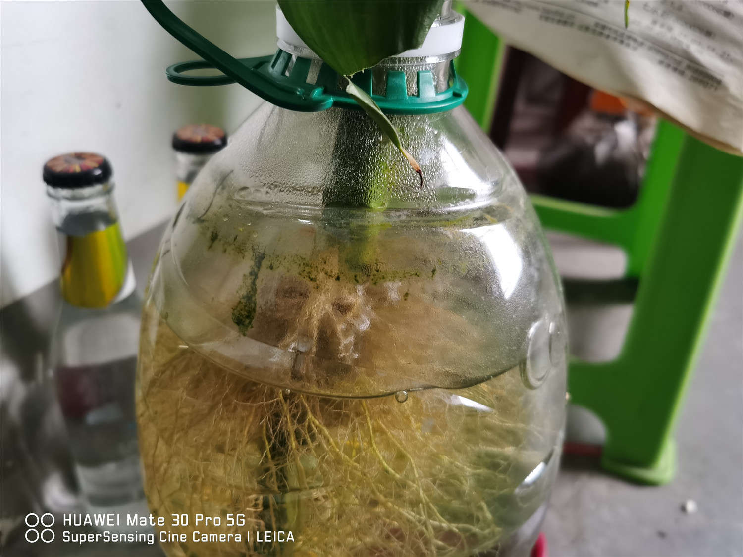富貴竹 富貴竹枯萎了還能活嗎