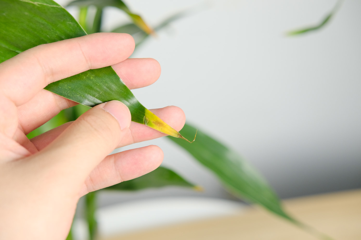 富貴竹 富貴竹枯萎了還能活嗎