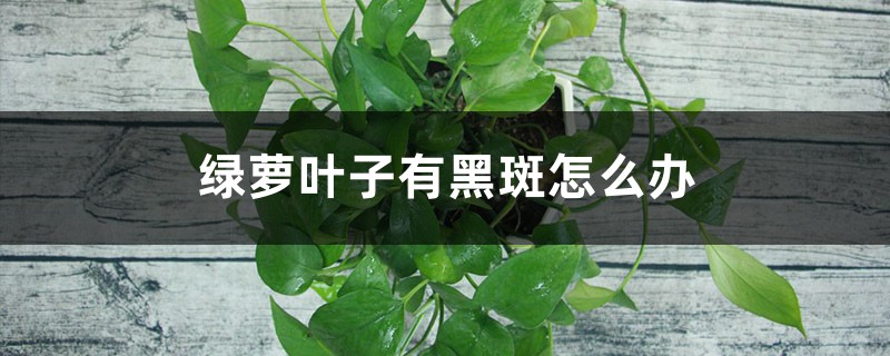 <b>綠蘿葉子有黑斑怎麼解決，怎麼處理</b>