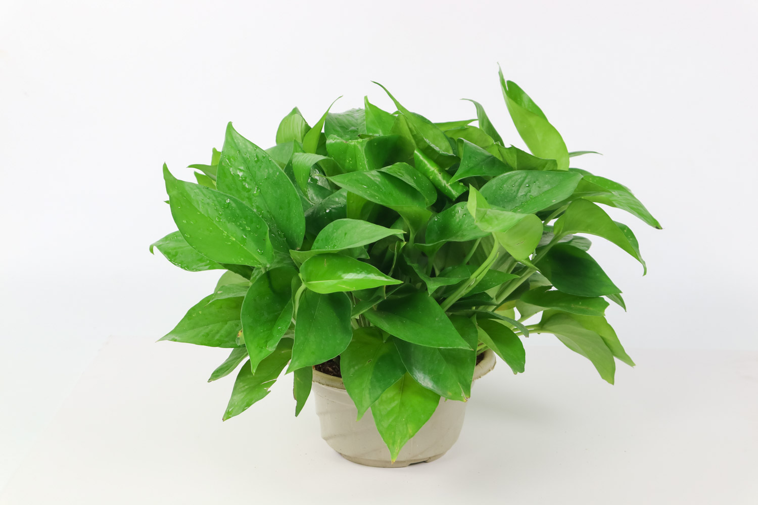 綠蘿受凍了怎麼解決，怎麼處理