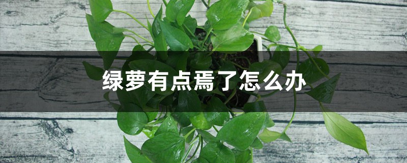 <strong>綠蘿有點蔫了怎麼解決，怎麼處理</strong>