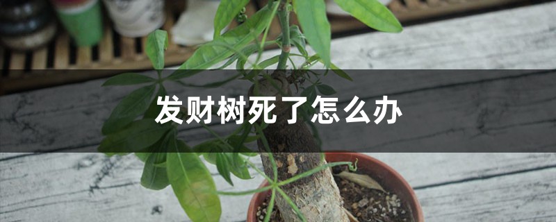 <strong>發財樹死了怎麼解決，怎麼處理</strong>