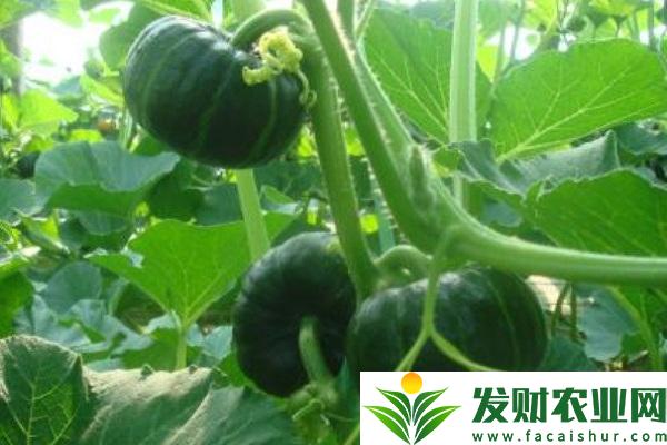 觀賞性南瓜品種有哪些？想了解的可以過來看看！