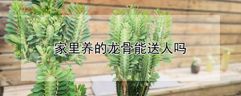 家裏養的龍骨能送人嗎