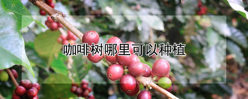 咖啡樹哪裏可以種植