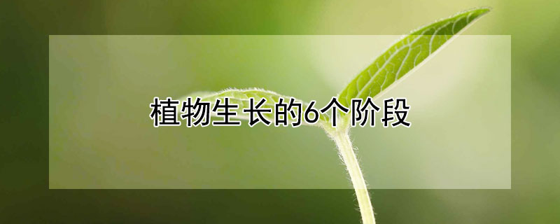 植物生長的6個階段