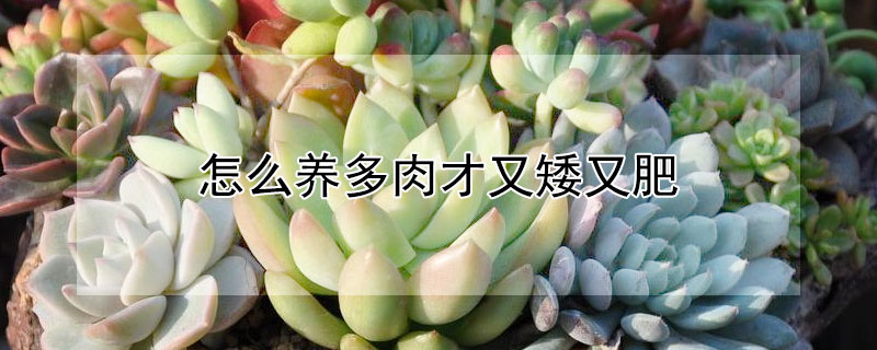 怎麼養多肉才又矮又肥