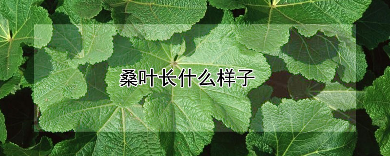 桑葉長什麼樣子