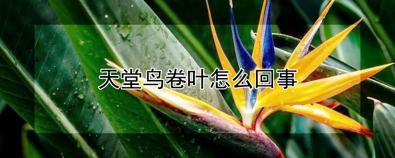 天堂鳥卷葉怎麼回事