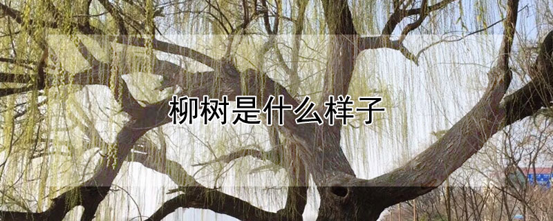 柳樹是什麼樣子