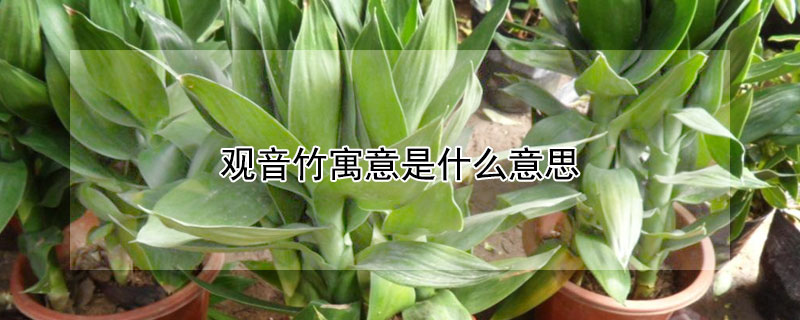 觀音竹寓意是什麼意思