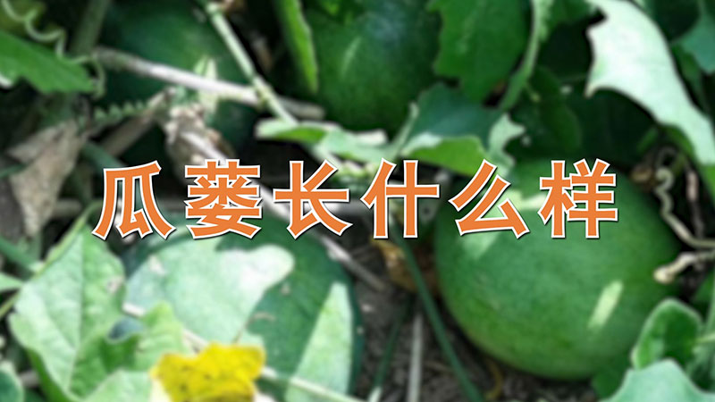 瓜蔞長什麼樣