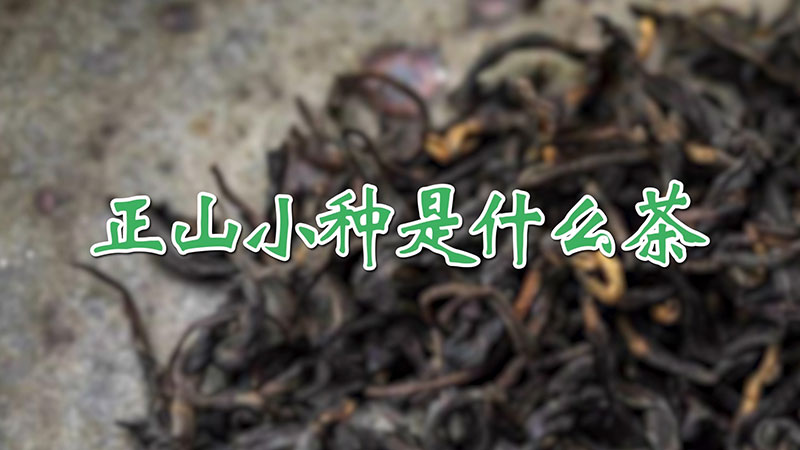 正山小種是什麼茶
