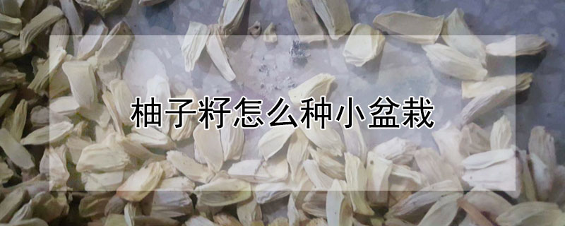 柚子籽怎麼種小盆栽