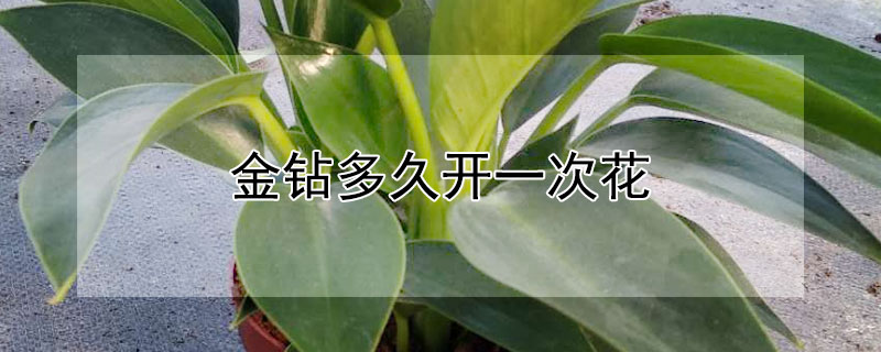 金鑽多久開一次花