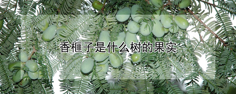 香榧子是什麼樹的果實