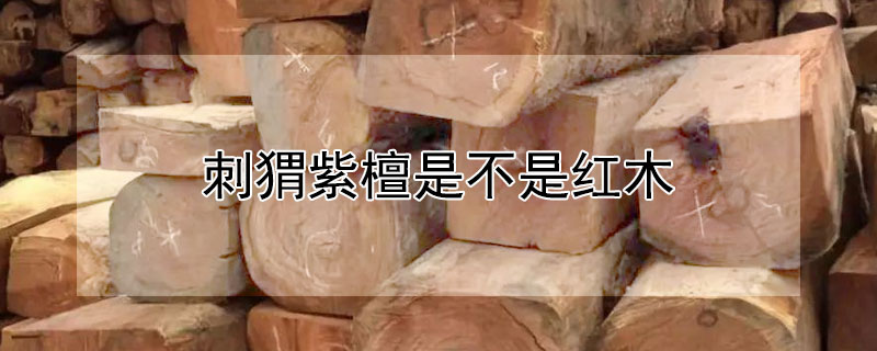 刺蝟紫檀是不是紅木