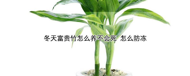 冬天富貴竹怎麼養不會死 怎麼防凍
