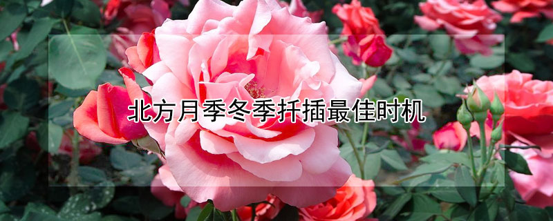 北方月季冬季扡插最佳時機
