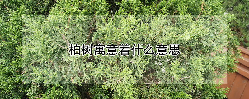 柏樹寓意著什麼意思