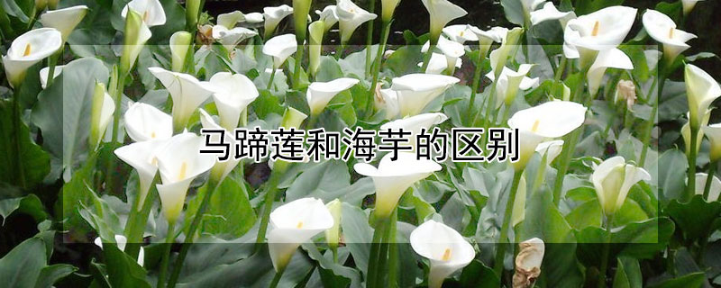 馬蹄蓮和海芋的區別