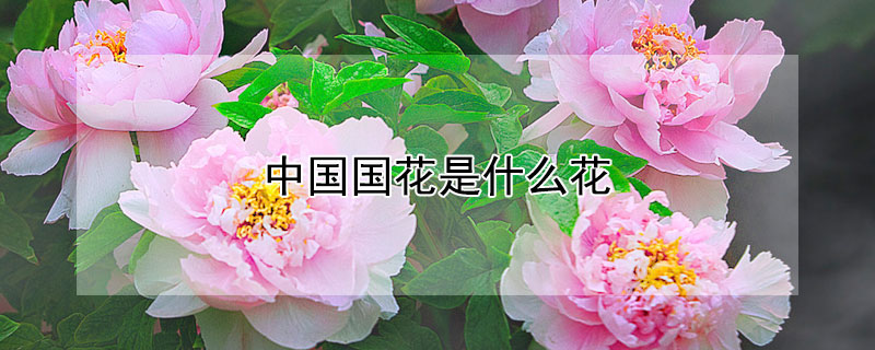 中國國花是什麼花