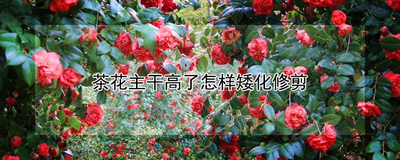 茶花主幹高了怎樣矮化修剪