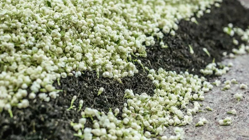 茉莉花茶屬於什麼茶