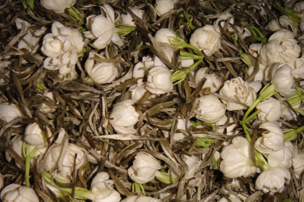 茉莉花茶屬於什麼茶