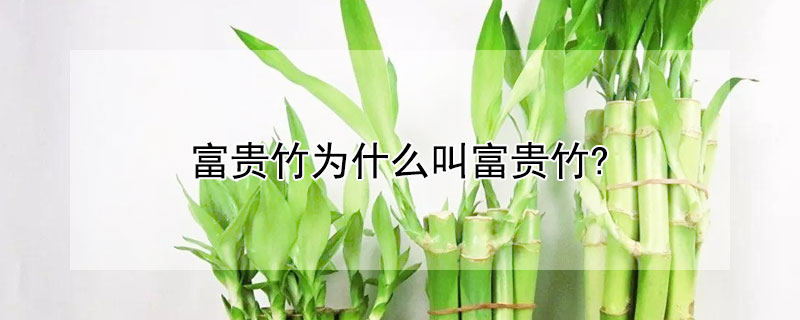 富貴竹為什麼叫富貴竹?