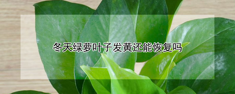 冬天綠蘿葉子發黃還能恢複嗎