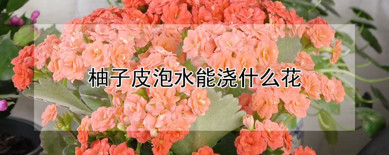 柚子皮泡水能澆什麼花