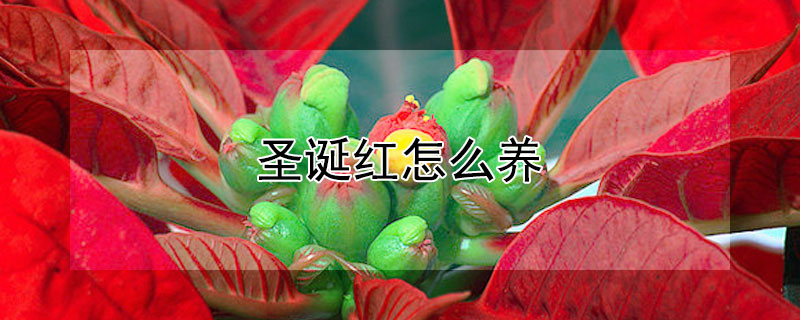 聖誕紅怎麼養