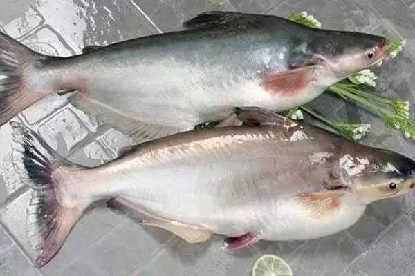 巴沙魚和龍利魚的區別