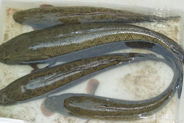 財魚是什麼魚