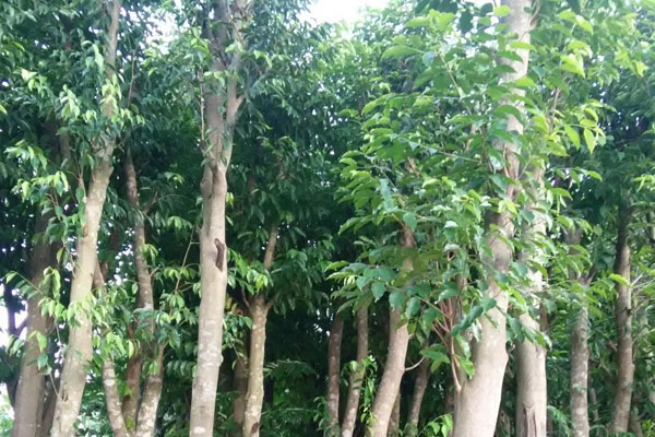 沉香樹長什麼樣
