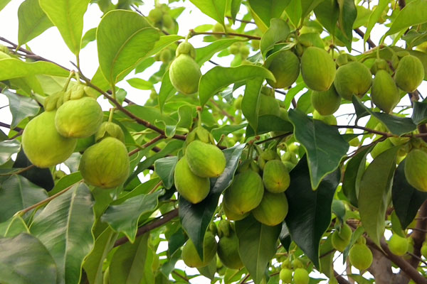 沉香樹長什麼樣