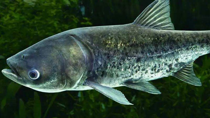 大頭魚是什麼魚，是海魚嗎