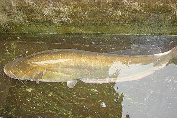 大頭魚是什麼魚，是海魚嗎