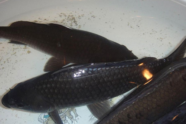 大頭魚是什麼魚，是海魚嗎