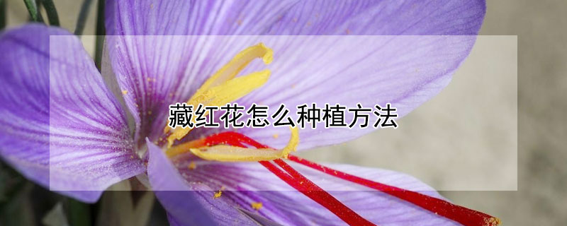 藏紅花怎麼種植方法