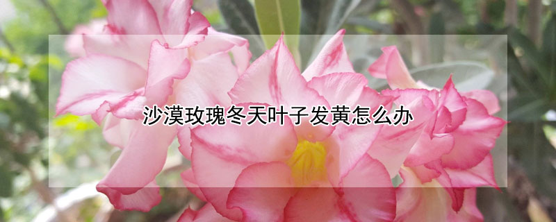 沙漠玫瑰冬天葉子發黃怎麼辦