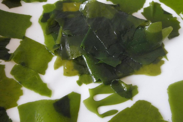 裙帶菜是什麼菜