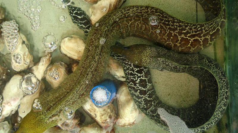 蛇魚怎麼養殖