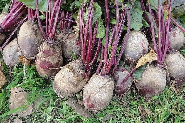 甜菜根是什麼東西