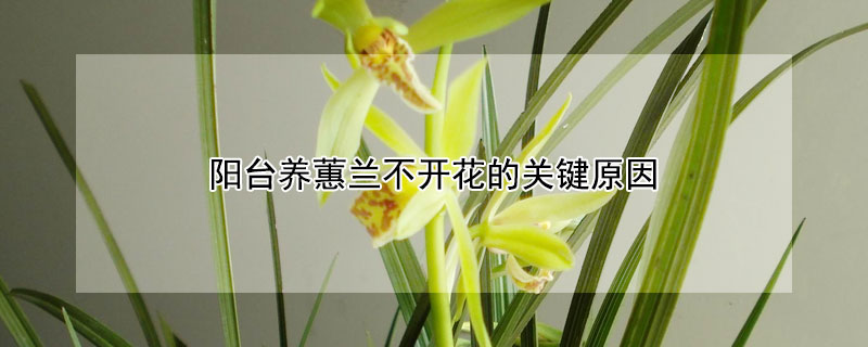 陽台養蕙蘭不開花的關鍵原因
