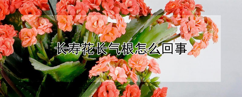 長壽花長氣根怎麼回事