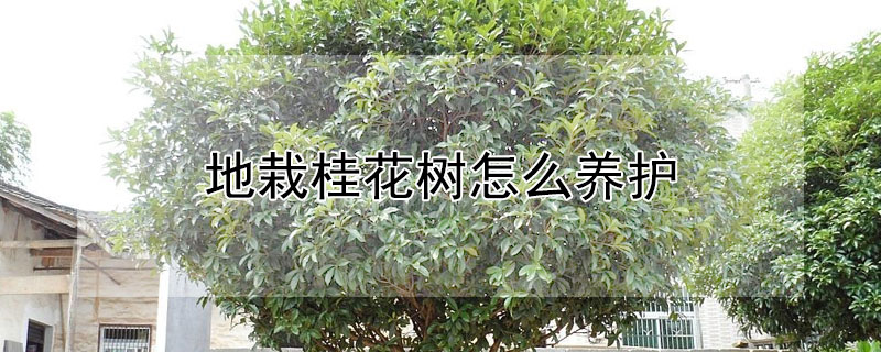 地栽桂花樹怎麼養護