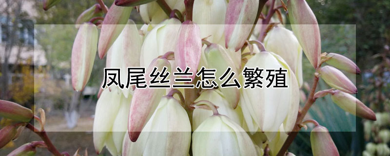 鳳尾絲蘭怎麼繁殖